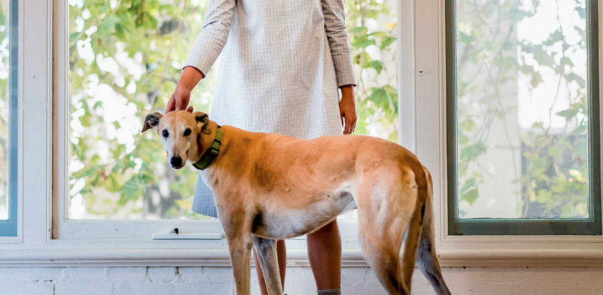 Five Unexpected Dog Breeds That Make Great Office Pets Scout Jobs